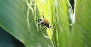 Japanese beetle feeding on corn silk