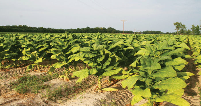 organic tobacco plant Organic tobacco is high risk, high reward crop