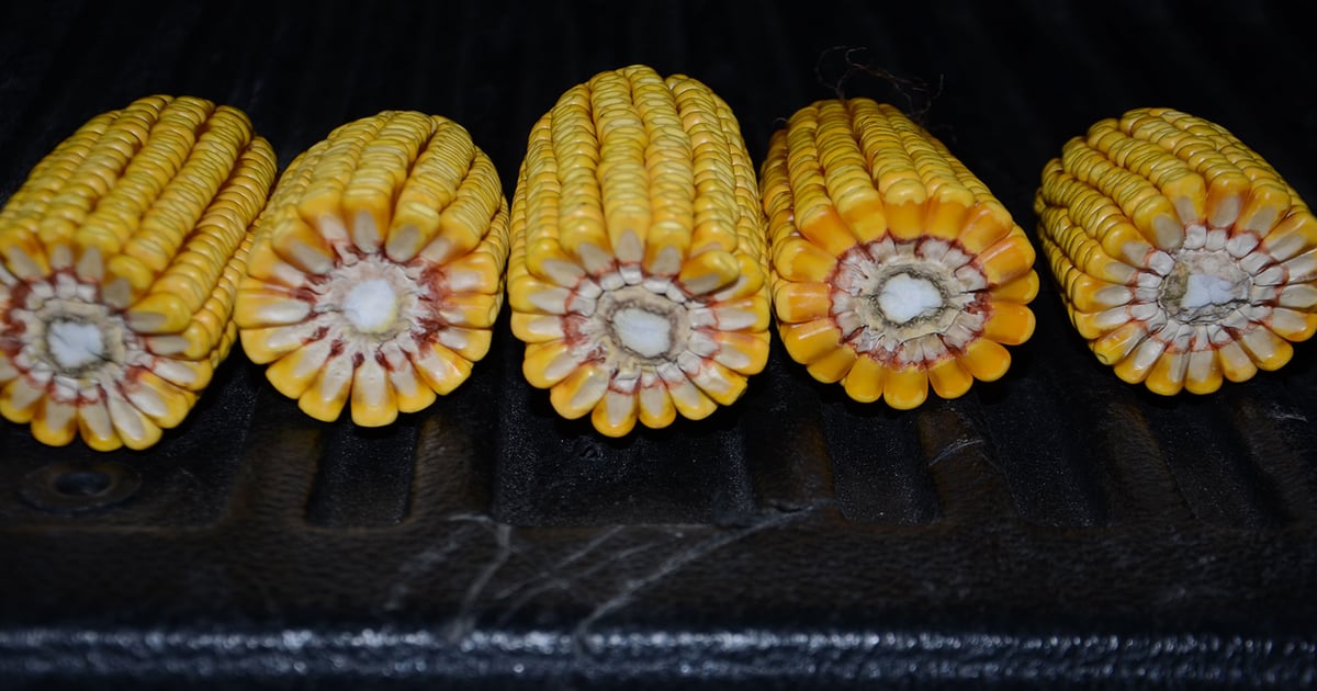 Corn yield potential continues until black layer forms