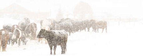 cattle_organizations_still_accepting_blizzard_recovery_donations_1_635191644390235648.jpg