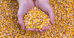Hands holding corn kernels