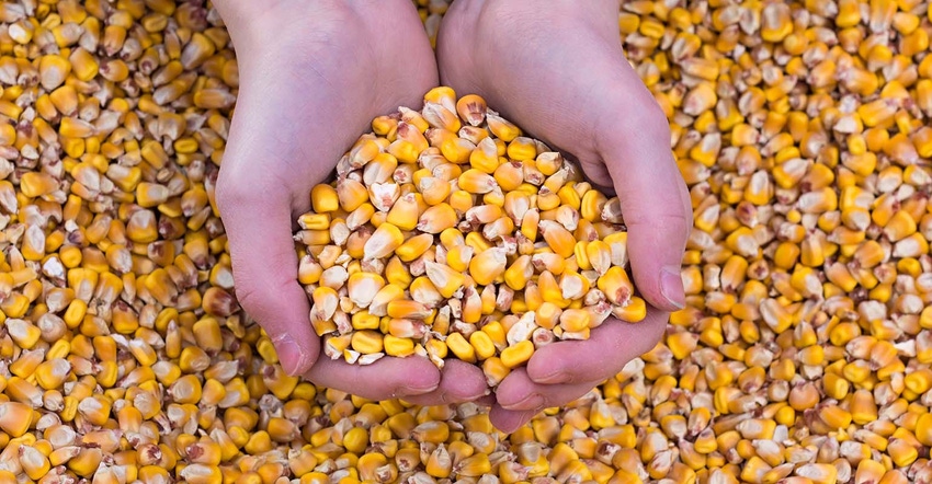 Hands holding corn kernels Hands holding corn kernels
