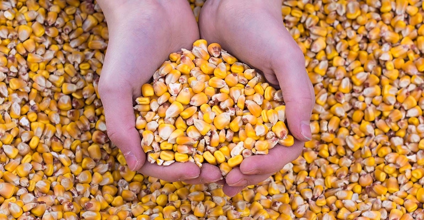 Hands holding corn kernels