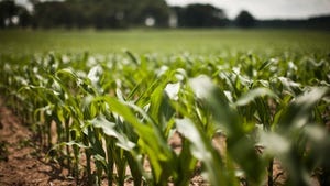Close-up image of cornfield