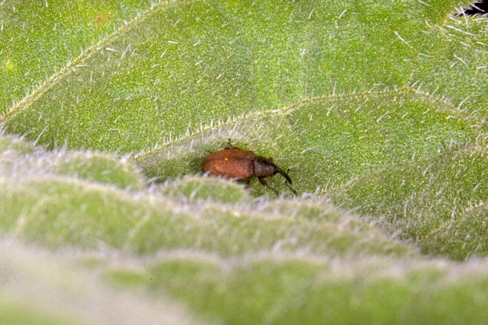 A close up of an adult red sunflower seed weevil