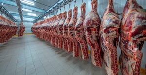 Meat industry,meats hanging in the cold store. Cattle cut and hung on hook in a slaughterhouse.
