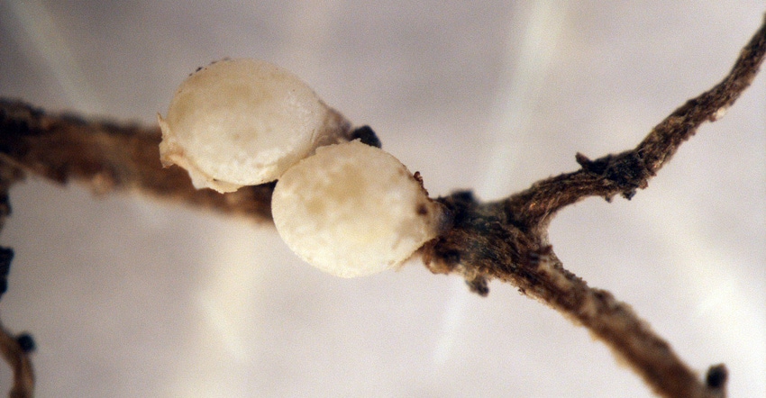 female cysts on soybean roots