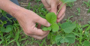 soybeans in V3 growth stage