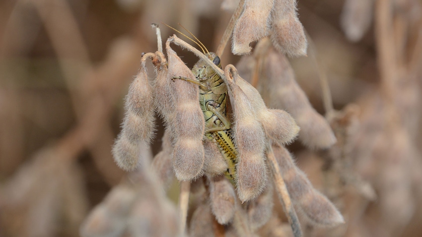 A close-up of a grasshoppper on a soybean plant