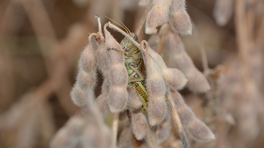 A close-up of a grasshoppper on a soybean plant A close-up of a grasshoppper on a soybean plant
