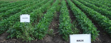 4_things_should_know_dicamba_tolerant_soybeans_1_635972788145375789.jpg