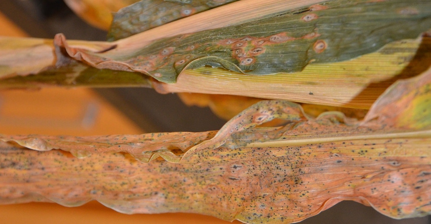 tar spot on corn leaves