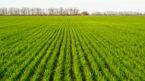 A young green wheat field