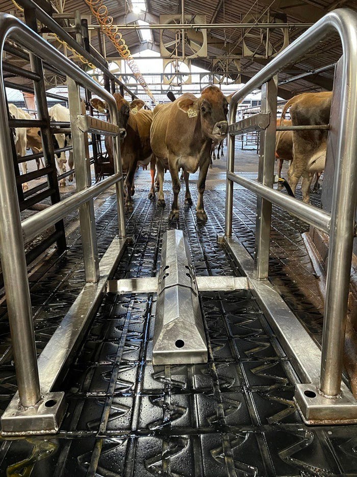 Intellispray XP is a walk-over spray that uses sensors to track a cow's movement