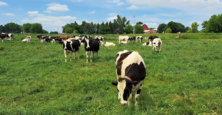 Dairy cows in field
