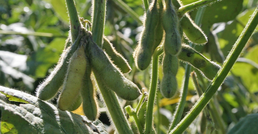 closeup of green soybean pods