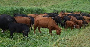Cattle grazing on cover crops