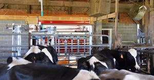 Cows inside a dairy barn