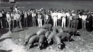black and white photo from 1930 of a group of farmers surrounding pigs in a field
