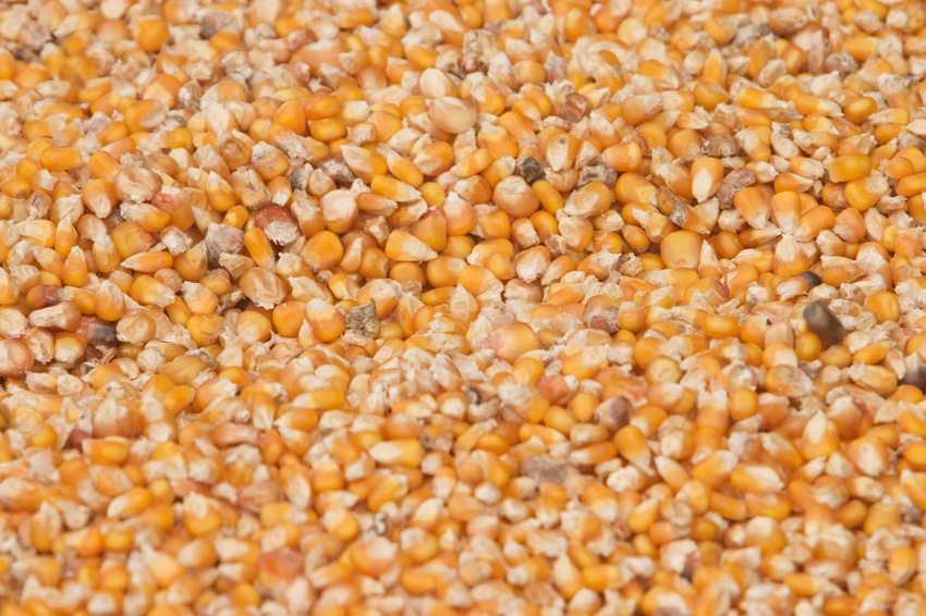 Corn-Fotosearch-ThinkstockPhotos.jpg Corn-Fotosearch-ThinkstockPhotos.jpg