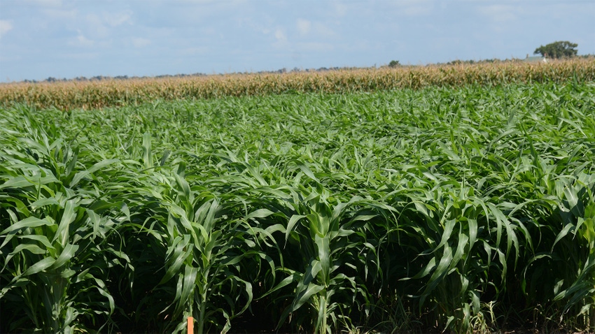 North Carolina corn field