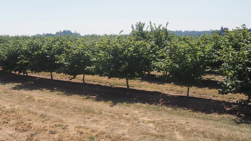 hazlenut orchard