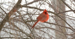 cardinal sitting on branch in winter