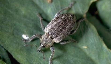 WFP-UCIPM-alfalfa-weevil.jpg WFP-UCIPM-alfalfa-weevil.jpg