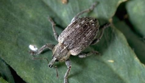 WFP-UCIPM-alfalfa-weevil.jpg