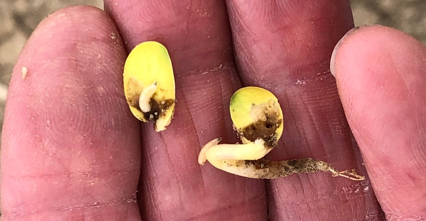 seedcorn maggots on a soybean seedling