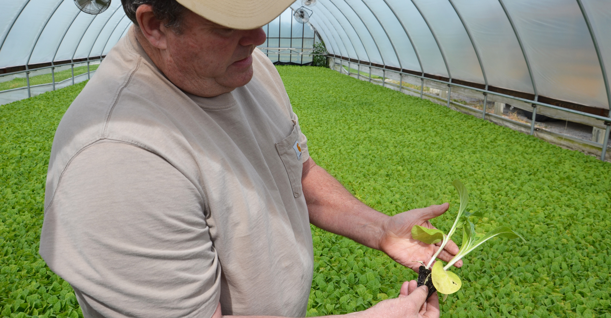 Hoosier tobacco grower reviews how industry has changed