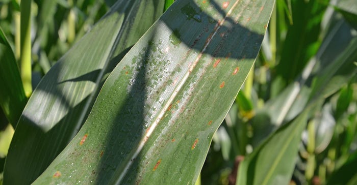 corn leaf showing signs of gray leaf spot 
