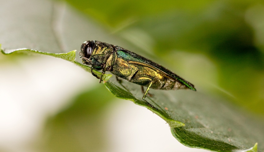 WFP-ARS-emerald-ash-borer.jpg WFP-ARS-emerald-ash-borer.jpg