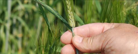 minnesota_spring_wheat_oat_barley_yields_set_new_records_1_635797368108568525.jpg
