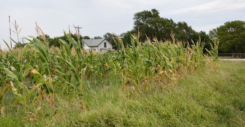 House and corn field in rural Kansas