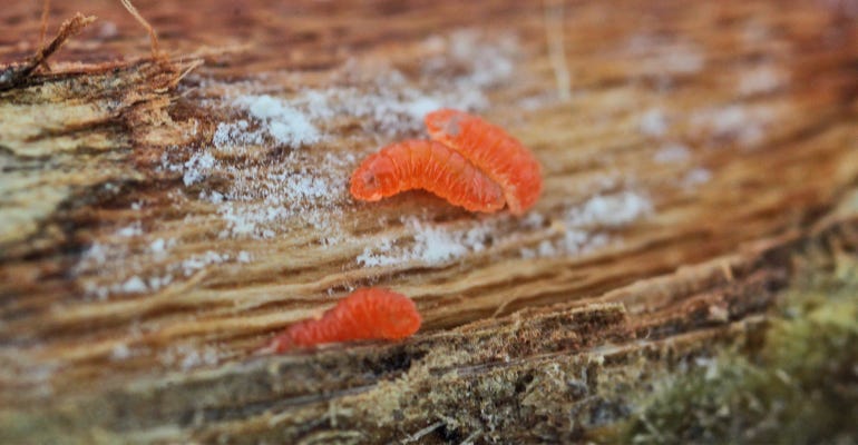 Orange gall midge larvae under soybean epidermis