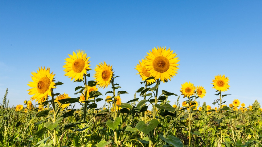 sunflowers in a field