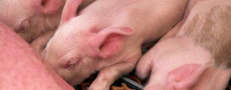web_based_tool_helps_pork_producers_make_reproduction_decisions_1_635201315836582000.jpg