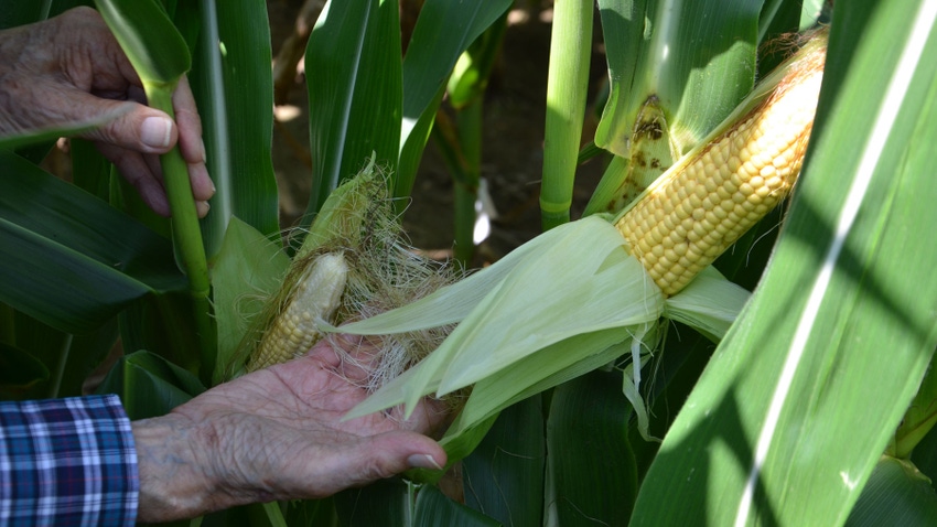Dark streaks of material in the leaf sheath are normal, but missing kernels on the smaller ear with long silks indicates a pollination issue