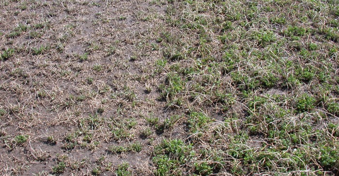 Lower first-crop yield of Alfalfa field.