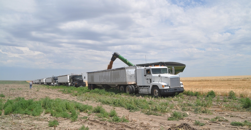 line of trucks awaiting loading during wheat harvest