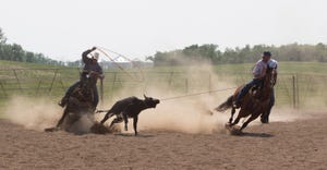 Horses and cowboys roping