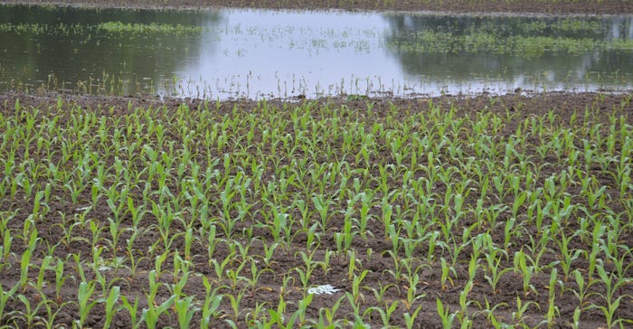 flooded cornfield