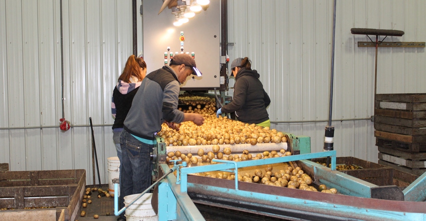 Staff at Williams Farms sort potatoes