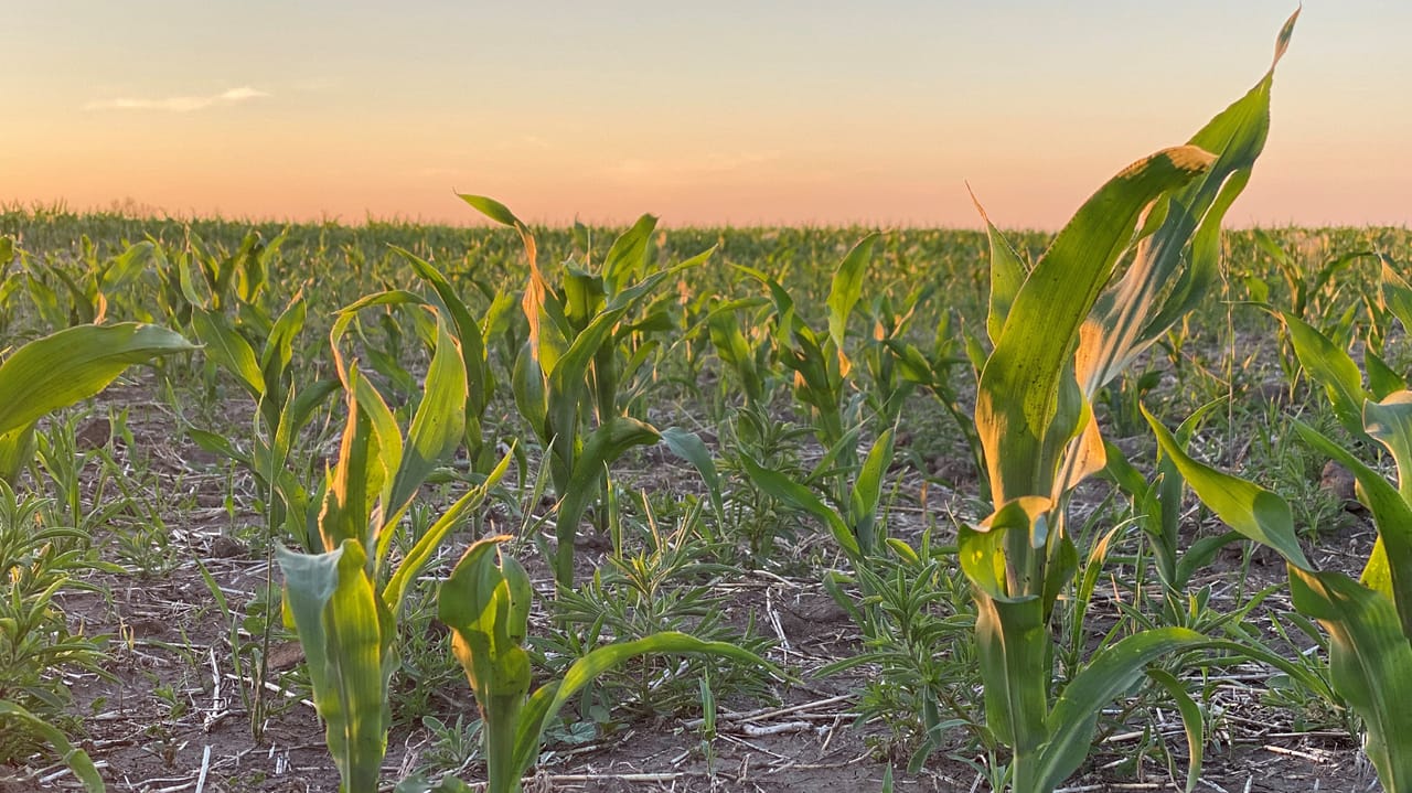 Corn Rootworm Protection Protect against corn rootworm
