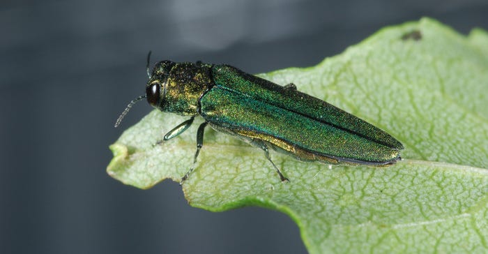 A close up of an emerald ash borer beetle perched on a leaf