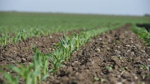 Young corn plants emerging from soil