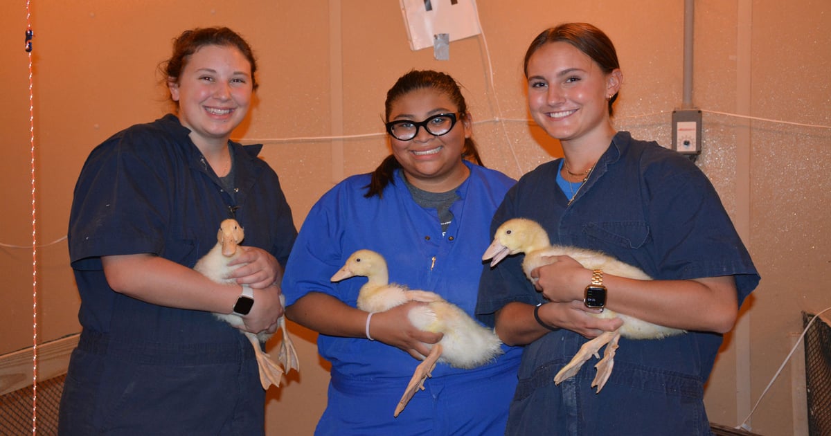 Indiana’s duck industry embraces research