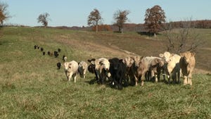 This Week in Agribusiness - Cattle in a field, not destroying the climate.