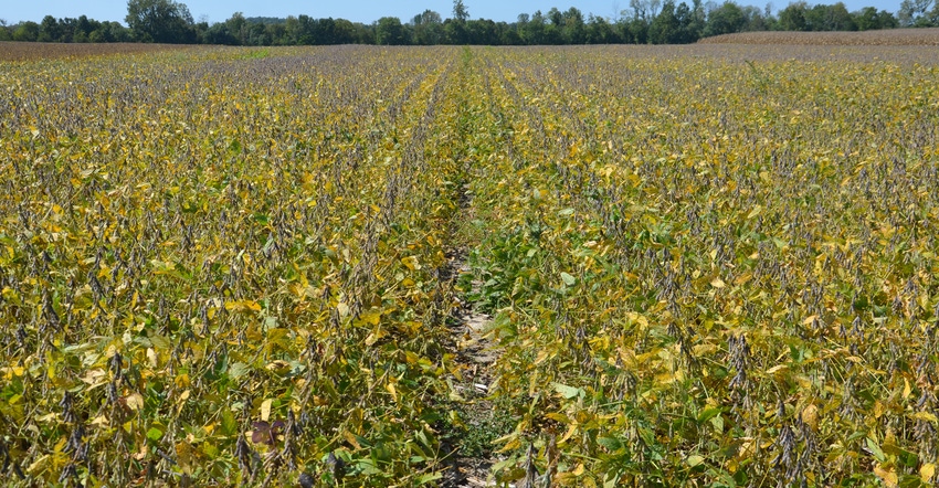 soybean field starting to yellow